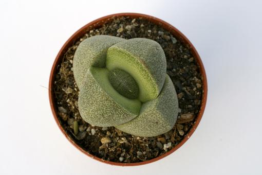 Pleiospilos nelii 