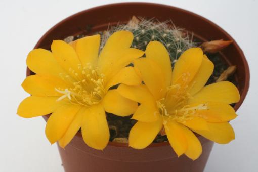 Rebutia marsoneri 