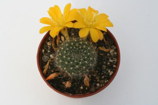 Rebutia marsoneri v. krainziana 