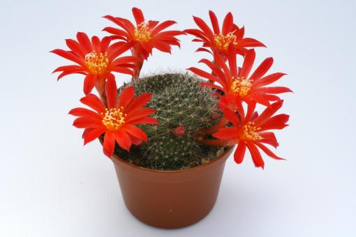 Rebutia minuscula v. rubiflora 