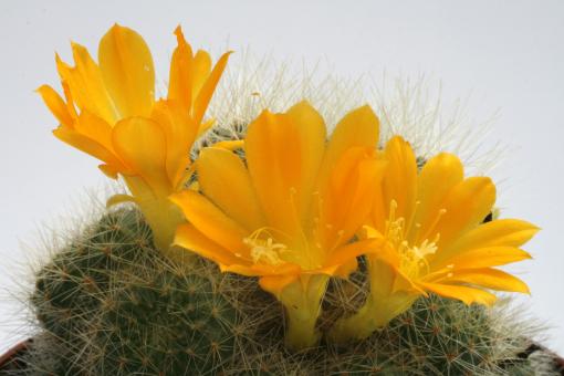 Rebutia permutata WR661 