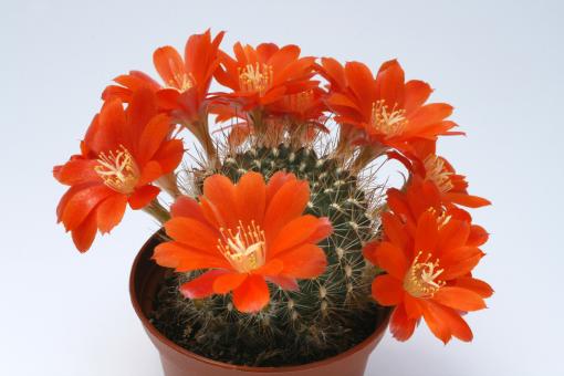 Rebutia potosina KK1695 