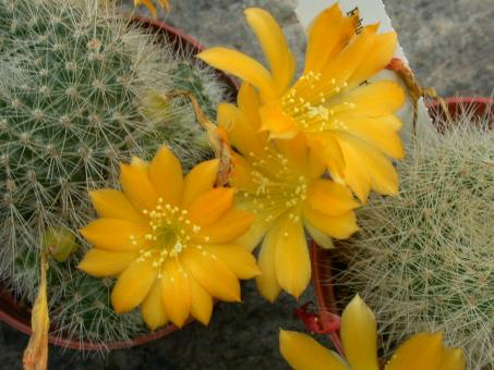 Rebutia senilis ssp. kesselringiana 