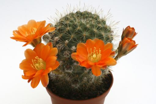 Rebutia simoniana R739 Chuquisaca, BOL, 3500m 