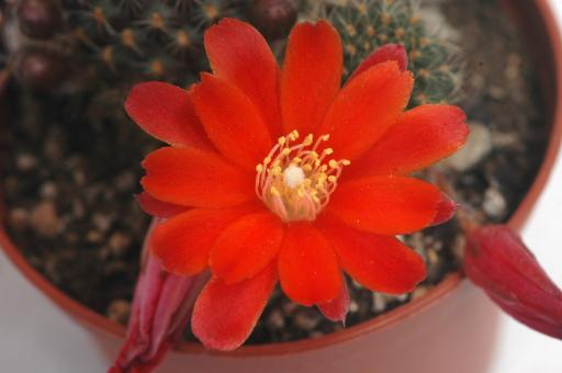 Rebutia spegazziniana v. wahliana RH0216 Tarija, Mendez, Questa de Sama, BOL, 2450 m 