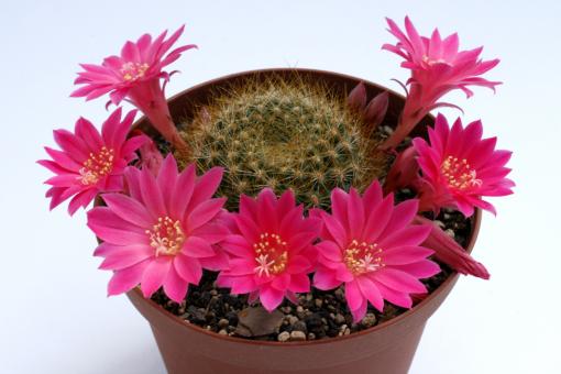 Rebutia violaciflora 