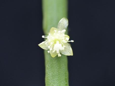 Rhipsalis baccifera ssp. shaferi 