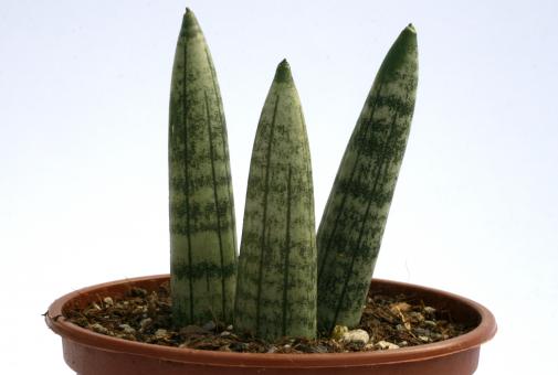 Sansevieria cylindrica 