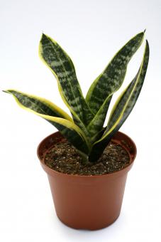 Sansevieria trifasciata v. laurentii 