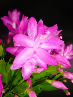 Schlumbergera Cyber Dancer 