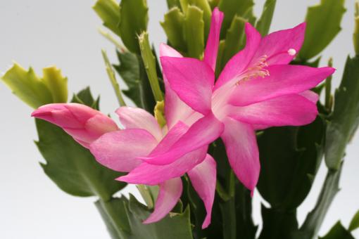 Schlumbergera Cyber Dancer 