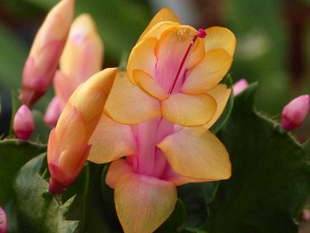 Schlumbergera Outono Brazil 