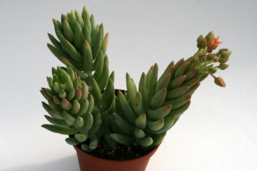 Sedum herreianum 