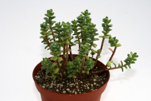 Sedum oaxacanum 