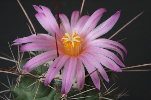 Thelocactus freudenbergeri 