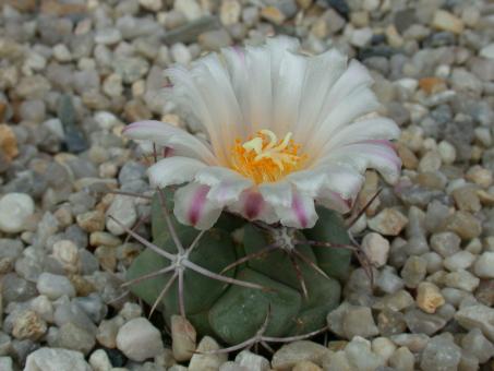 Thelocactus lloydii 