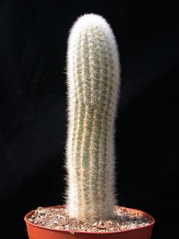 Thrixanthocereus senilis 