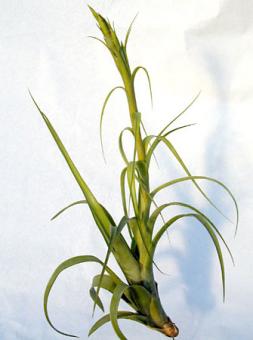 Tillandsia polystachia 