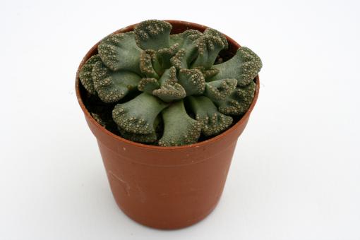 Titanopsis calcarea *1^ Majeng, n. Kimberley, RSA 