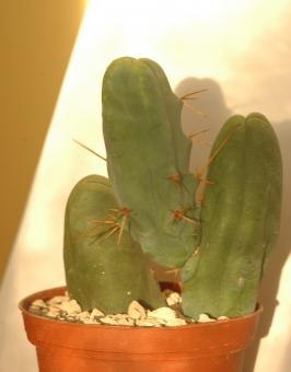 Trichocereus bridgesii f. monstrosa % mit Epidermisschäden 