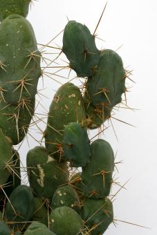 Trichocereus bridgesii 