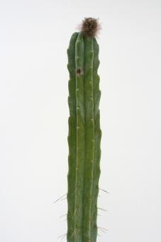 Trichocereus pachanoi % 