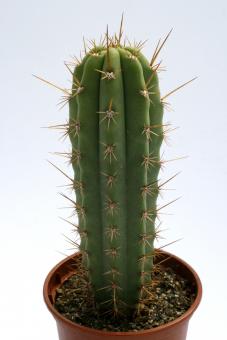 Trichocereus pachanoi % HK1047 