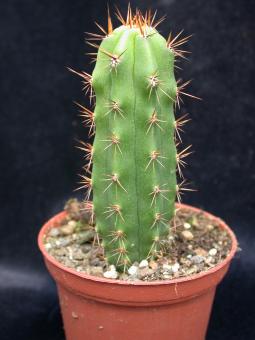 Trichocereus peruvianus % 