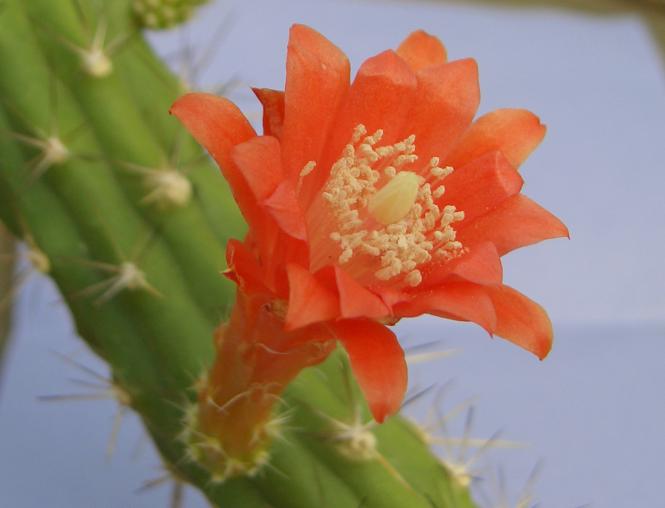 Kakteen Haage | Echinocereus pensilis | online kaufen